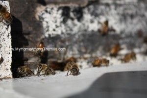 Close-up of honeybees