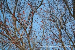 Maple tree blooming