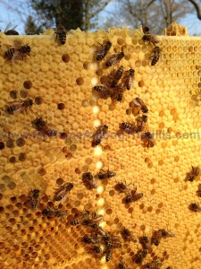 Beautiful capped brood