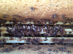 Looking down into the hive.  Notice the white pupa with purple eyes