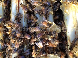 The bees were very docile as I split the colony
