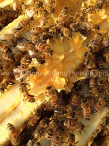 Bees eating honey from burr comb in the hive