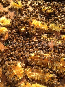 A bunch of bees on the hive lid