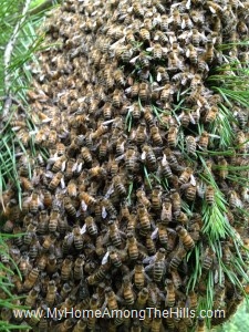 Big swarm of bees