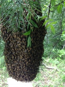 Bees from the swarm on my arm