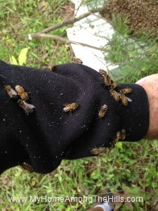 Bees from the swarm on my arm