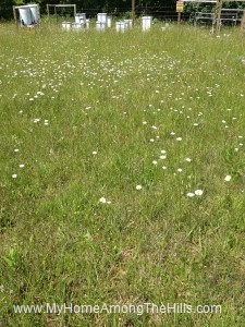 The yard before timming