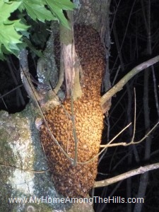 Swarm of bees after dark