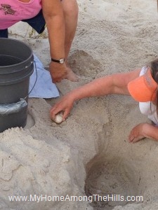 06_18_2012 017 Moving loggerhead turtle eggs