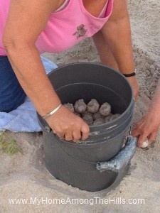 06_18_2012 028 The loggerhead turtle eggs ready to be relocated