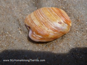 06_20_2012 095 Shell with a heart shaped mark