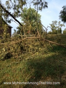 A few limbs down at our place