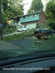 A car crushed by a tree