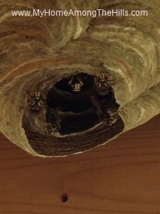 Bald faced hornets