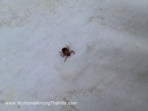 A tick