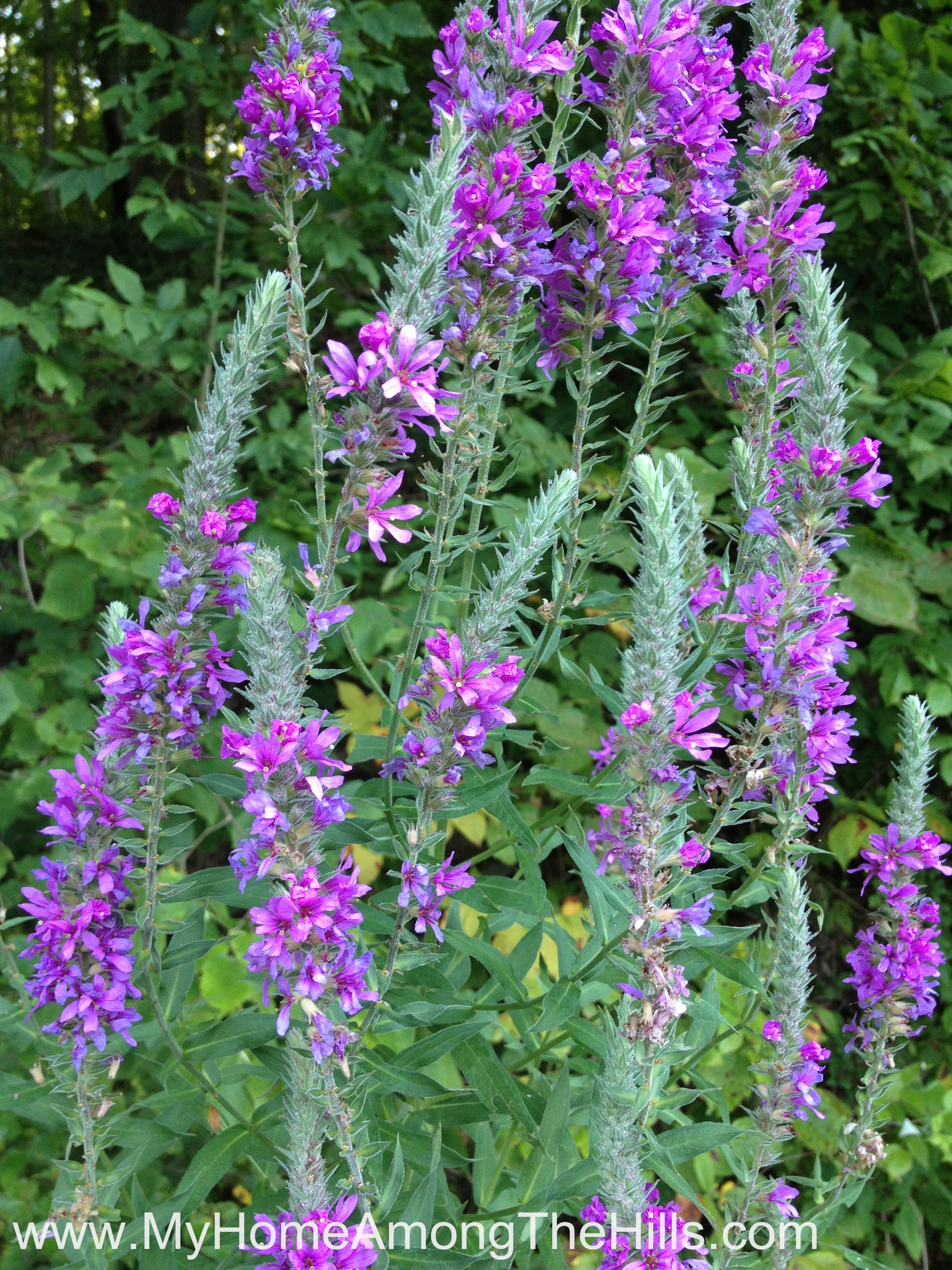 West Virginia wild flowers My Home Among The Hills