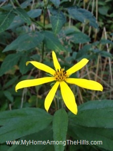 beautiful WV flowers