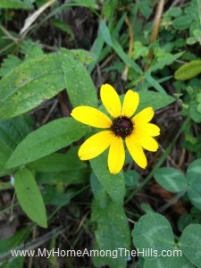 beautiful WV flowers