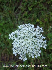beautiful WV flowers