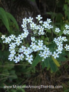 beautiful WV flowers