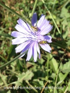 beautiful WV flowers