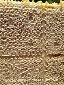 Close-up of a frame of capped honey