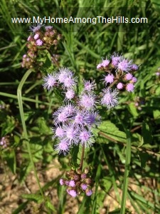 Blue mistflower (Conoclinium coelestinum)
