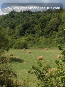 Hay in the field
