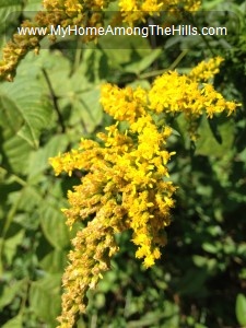 Goldenrod