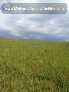 Our hay field