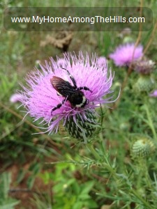 Bull thistle with a buble bee on it