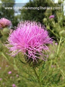 Bull thistle 