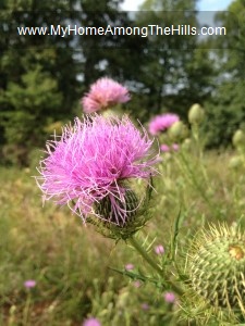 Bull thistle 