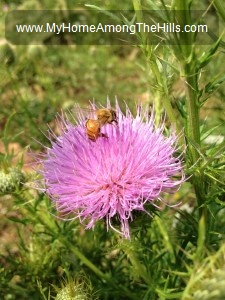 Bull thistle with a honey bee on it