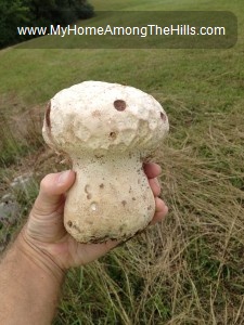 Large white mushroom