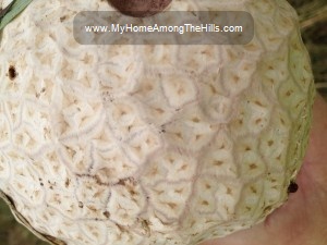 Large white mushroom