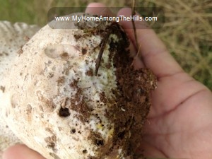 Large white mushroom