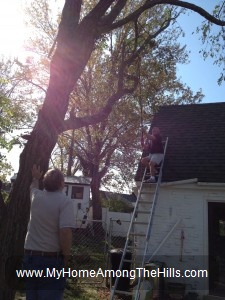 Cutting down a tree