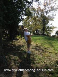 Cutting down a tree