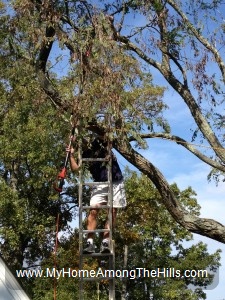 Cutting down a tree