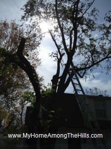 Cutting down a tree