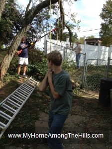 Cutting down a tree