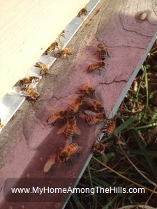 Bees hanging out in winter