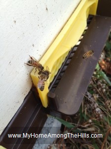Bees hanging out in winter