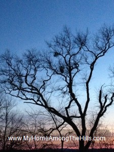Trees at sunrise