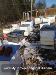 Bee hives in winter
