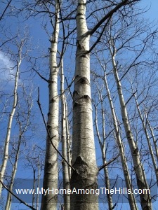 Mystery tree with silver bark