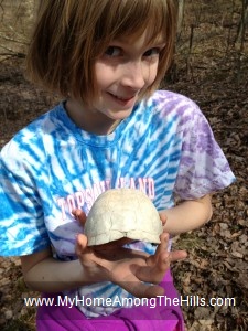 A bleached turtle shell
