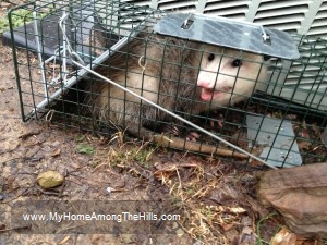 'possum caught in a trap