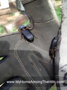 Big black beetle